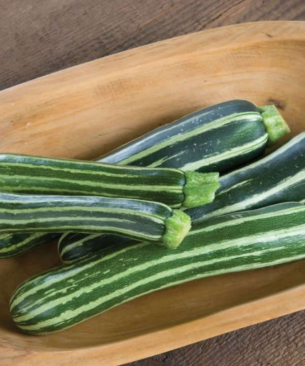 Safari - (F1) Zucchini Squash Seed