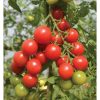 Sakura - Organic (F1) Tomato Seed
