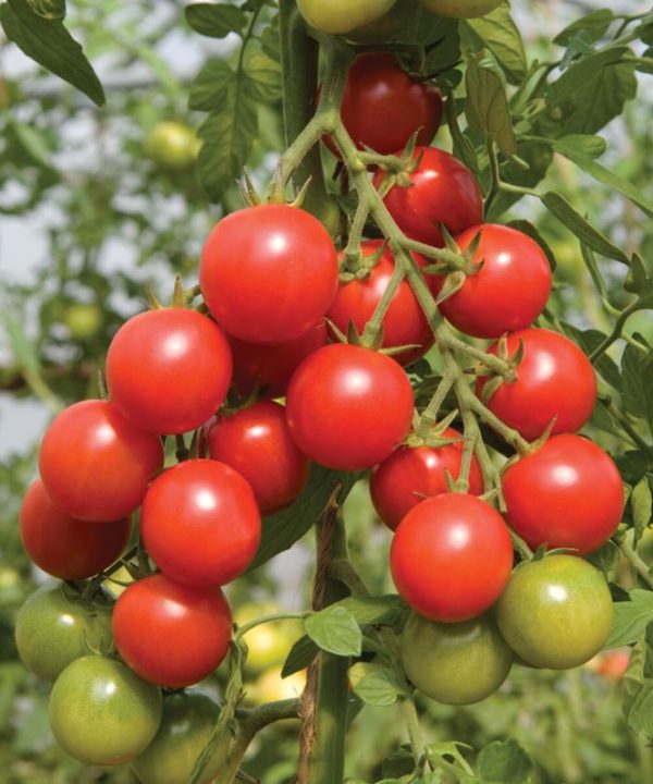 Sakura - Organic (F1) Tomato Seed