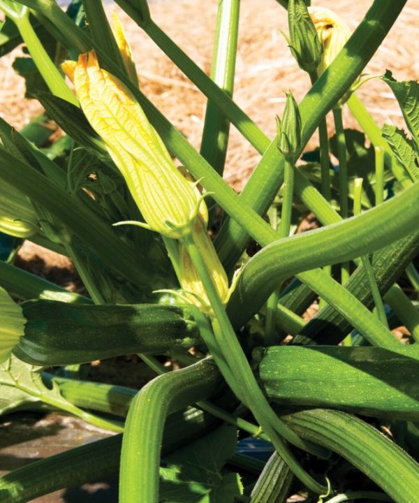 Spineless Perfection - (F1) Zucchini Squash Seed