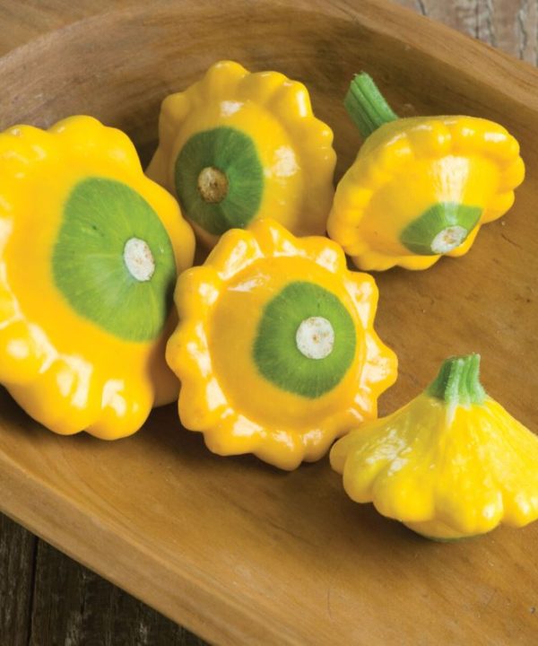 Y-Star - Organic Patty Pan Squash Seeds