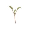 Arugula - Microgreen Seed