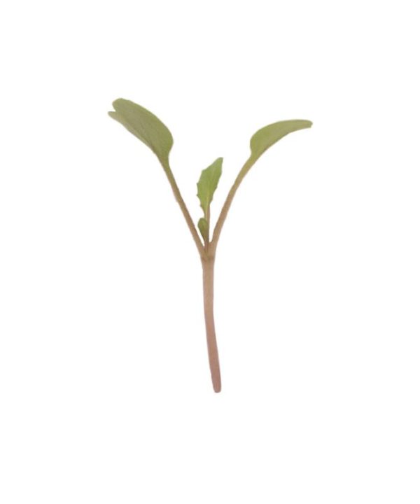 Arugula - Microgreen Seed