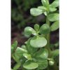 Goldberg Golden Purslane - Green Seed