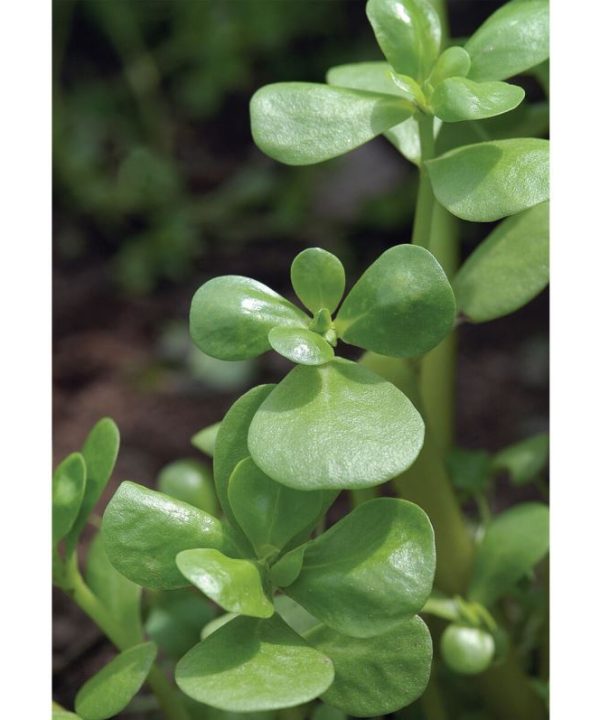 Goldberg Golden Purslane - Green Seed