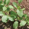 Wasabi - Arugula Seed