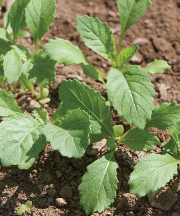 Wasabi - Arugula Seed