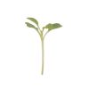 Arugula, Wasabi - Microgreen Seed