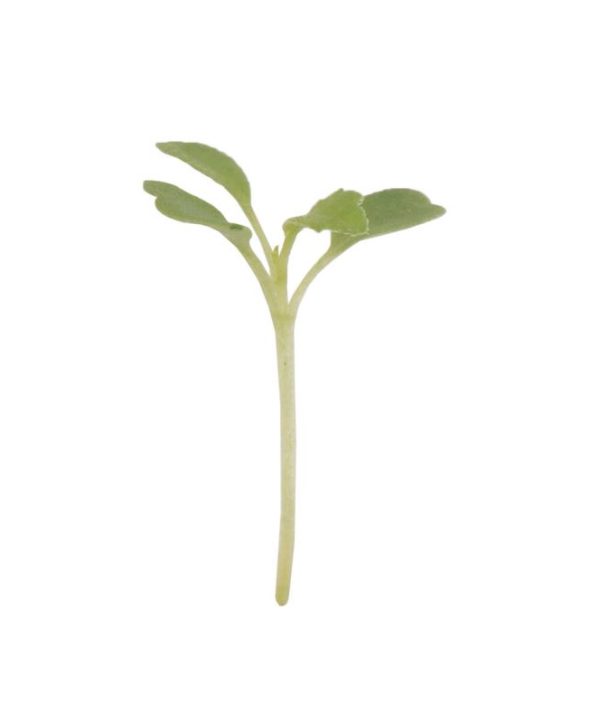 Arugula, Wasabi - Microgreen Seed