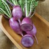 KN-Bravo - Purple Daikon Radish Seeds
