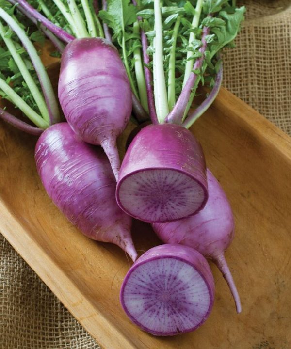 KN-Bravo - Purple Daikon Radish Seeds