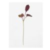 Mustard, Barbarossa - Microgreen Seed