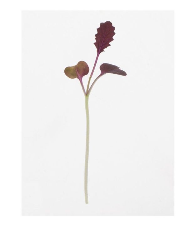 Mustard, Barbarossa - Microgreen Seed