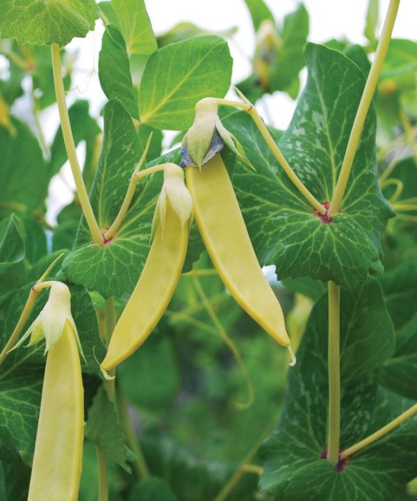Golden Sweet - Yellow Snow Pea Seeds