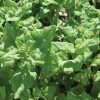 Tetragonia - Specialty Green Seed