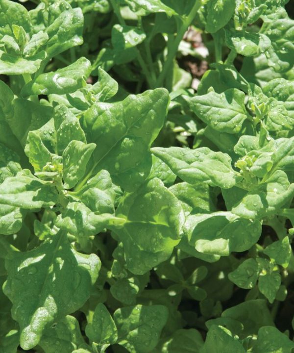 Tetragonia - Specialty Green Seed