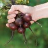 Babybeat - Baby Beet Seeds