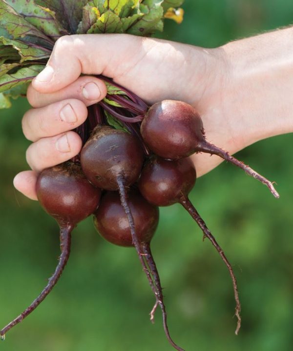 Babybeat - Baby Beet Seeds