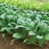 Carlton - Komatsuna Seeds