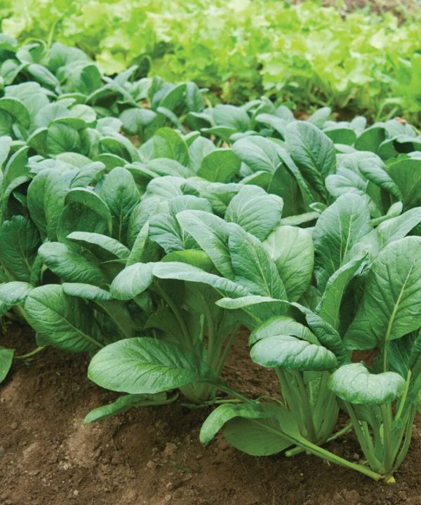 Carlton - Komatsuna Seeds