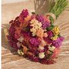 Colorado Mix - Organic Yarrow Seed