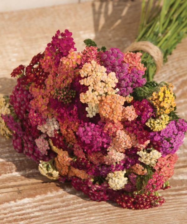 Colorado Mix - Organic Yarrow Seed