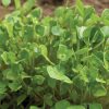 Claytonia - Specialty Green Seed
