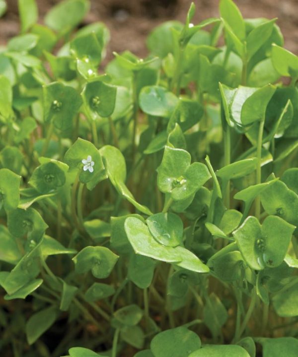 Claytonia - Specialty Green Seed