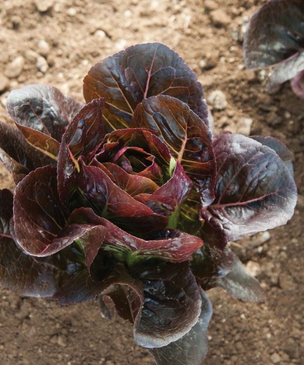Truchas - Organic Lettuce Seed
