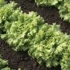 Muir - Organic Lettuce Seed