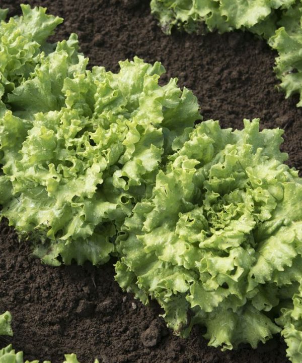 Muir - Organic Lettuce Seed