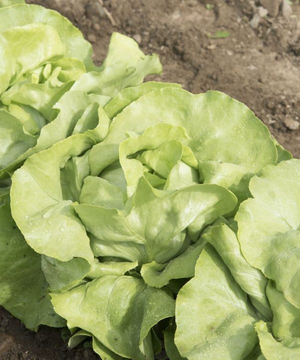 Mirlo - Organic Lettuce Seed