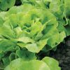 Mirlo - Organic Lettuce Seed