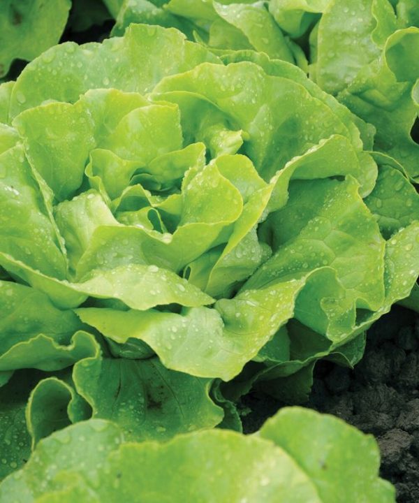 Mirlo - Organic Lettuce Seed