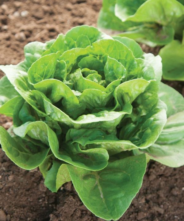 Dragoon - Organic Lettuce Seed