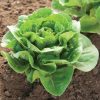 Dragoon - Organic Lettuce Seed