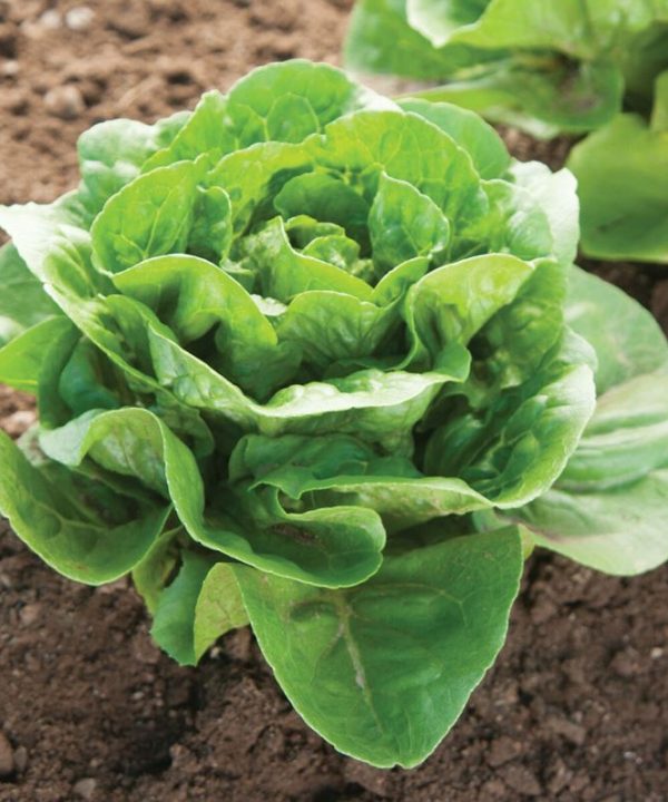 Dragoon - Organic Lettuce Seed