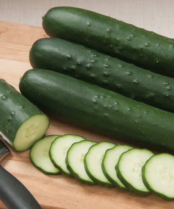 SV4719CS - (F1) Cucumber Seed