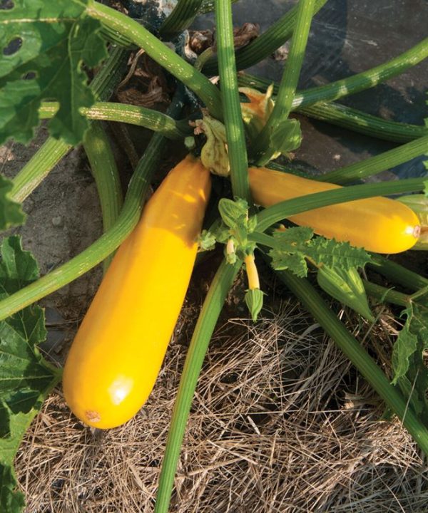 Yellowfin - Organic Zucchini Seeds