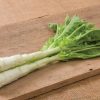 Spring Tower - Celtuce Seeds
