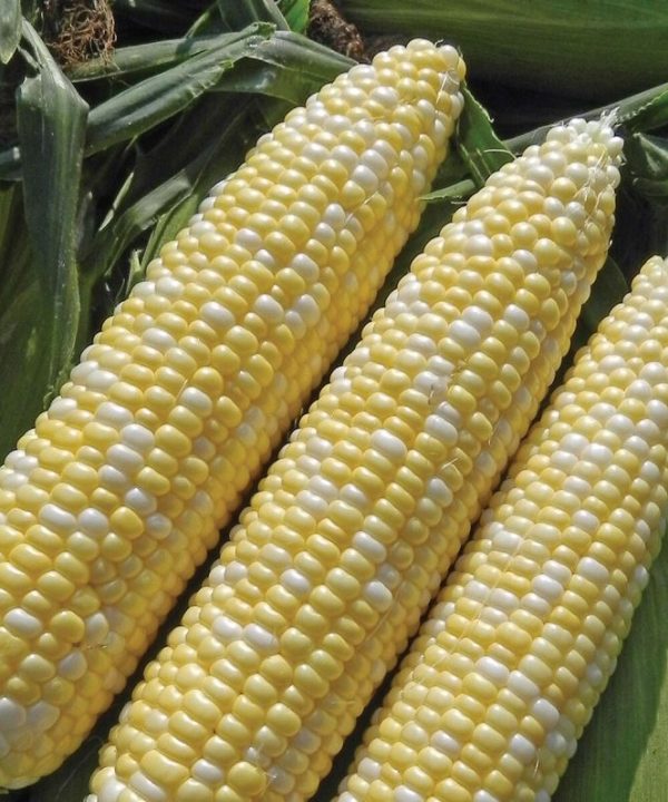 Allure - (F1) Corn Seed
