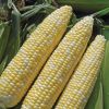 Allure - Organic (F1) Corn Seed