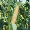Xtra-Tender 2171 - (F1) Corn Seed