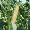 Xtra-Tender 2171 - Organic (F1) Corn Seed
