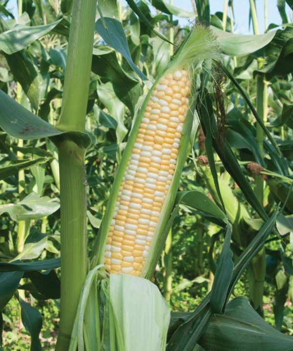Xtra-Tender 2171 - Organic (F1) Corn Seed