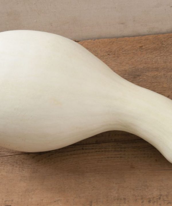 White Cushaw - Pumpkin Seed