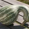 Green Striped Cushaw - Pumpkin Seed