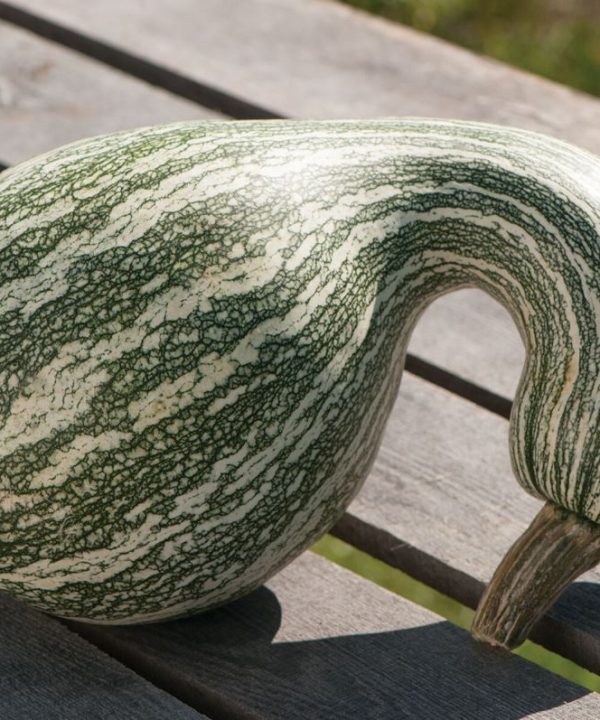 Green Striped Cushaw - Pumpkin Seed