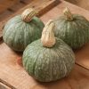 Shokichi Green - (F1) Kabocha Squash Seed