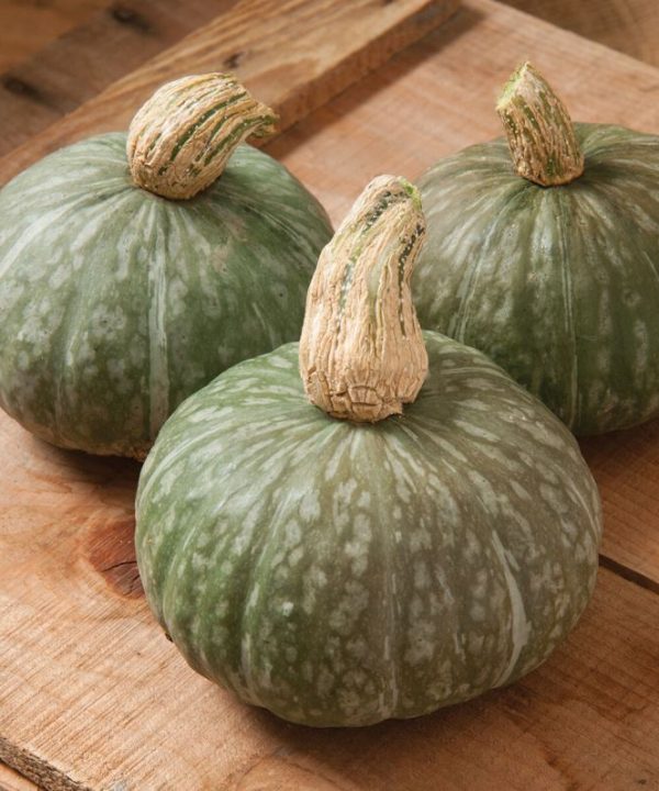 Shokichi Green - (F1) Kabocha Squash Seed